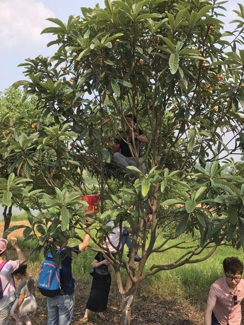 新港澳彩开奖号码记录和老人上树摘枇杷被困与爬树摘枇杷